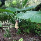 Thailand Giant Elephant Ear Colocasia Esculenta Starter Plant Thailand Giant Elephant Ear Colocasia Esculenta Starter Plant