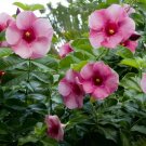 Cherries Jubilee Allamanda Vine Tropical Starter Plant Large Bell Blooms Cherries Jubilee Allamanda Vine Tropical Starter Plant Large Bell Blooms