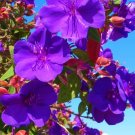 Ecuador Purple Princess Glory Bush Plant Tibouchina Lepidota Grandifolia Ecuador Purple Princess Glory Bush Plant Tibouchina Lepidota Grandifolia