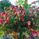 Red & Yellow Shrimp Starter Plant Beloperone Gutatta Beautiful Unique Blooms Red & Yellow Shrimp Starter Plant Beloperone Gutatta Beautiful Unique Blooms