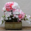 Johga Azalea Rhododendron Deciduous Starter Plant Multi Colors At Once Johga Azalea Rhododendron Deciduous Starter Plant Multi Colors At Once
