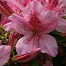 North Lake Beauty Azalea Rhododendron Deciduous Starter Plant Pink Striped North Lake Beauty Azalea Rhododendron Deciduous Starter Plant Pink Striped