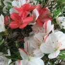 Iveryyana Azalea Rhododendron Deciduous Starter Plant White & Peach Striped