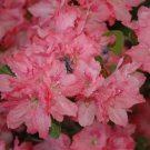 Hampton Beauty Azalea Rhododendron Deciduous Starter Plant Rare Heavy Bloomer Hampton Beauty Azalea Rhododendron Deciduous Starter Plant Rare Heavy Bloomer