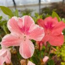 Cavendish Azalea Rhododendron Starter Plant Multi Color Peachy/Pink Blooms