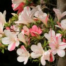 Astronaut Azalea Rhododendron Deciduous Starter Plant Bi Color Striped Blooms Astronaut Azalea Rhododendron Deciduous Starter Plant Bi Color Striped Blooms