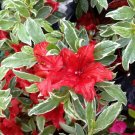 Red Luster Azalea Rhododendron Deciduous Starter Plant Variegated Leaves