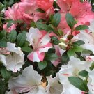 Hilda Niblett Azalea Rhododendron Deciduous Starter Plant Multi Colors At Once Hilda Niblett Azalea Rhododendron Deciduous Starter Plant Multi Colors At Once