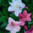 Tama No Hada Azalea Rhododendron Deciduous Starter Plant 3 Colors At Once Tama No Hada Azalea Rhododendron Deciduous Starter Plant 3 Colors At Once