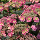 Tuff Stuff Hydrangea Starter Plant Baby Blue,Light Purple To Pink Tuff Stuff Hydrangea Starter Plant Baby Blue,Light Purple To Pink