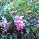 Chandalier Plant Medinilla Cummingii Live Plant Pendulous Pink Blooms Rare Htf Chandalier Plant Medinilla Cummingii Live Plant Pendulous Pink Blooms Rare Htf