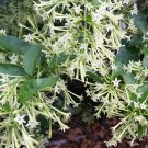 Night Blooming Jasmine Cestrum Nocturnum Live Plant Intensely Fragrant Night Blooming Jasmine Cestrum Nocturnum Live Plant Intensely Fragrant