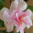 Pride Of Hankins Whiterooted Tropical Hibiscus Starter Planttriple White Bloom Pride Of Hankins Whiterooted Tropical Hibiscus Starter Planttriple White Bloom