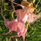Dalens Amourangel Trumpet Brugmansia Tropical Plant Fancy Triple Flower Pink Dalens Amourangel Trumpet Brugmansia Tropical Plant Fancy Triple Flower Pink