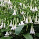Giant White Brugmansia Angel Trumpet Plant Fragrant Large White Flowers