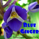 Sapphire Blue Gingergorgeous Dichorisandra Thyrsifloralive Starter Plant