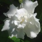 Vetchii Gardenia Jasminoides Plant Intensely Fragrant Double White Flowers