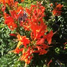 Cape Honeysuckletecomaria Capensisstarter Plantbirds & Butterfly Love It Cape Honeysuckletecomaria Capensisstarter Plantbirds & Butterfly Love It