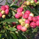 Pink Lemonade Blueberry Bushvaccinumstarter Planthot Pink Berriesusa