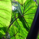 Fontenesii Elephant Ear Colocasia Esculenta Starter Plant Fontenesii Elephant Ear Colocasia Esculenta Starter Plant