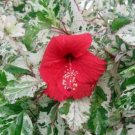 Snow Queen Tropical Hibiscus Plant Variegated Green White Leaves And Red Flower Snow Queen Tropical Hibiscus Plant Variegated Green White Leaves And Red Flower