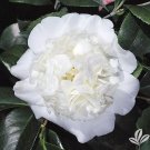 Snow Chanunique Bloomcamellia Japonica Live Starter Plant Usa Seller