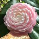 Pink Perfectionunique Bloomcamellia Japonica Live Starter Plant Usa Seller Pink Perfectionunique Bloomcamellia Japonica Live Starter Plant Usa Seller