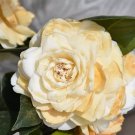 Lemon Glowunique Bloomcamellia Japonica Live Starter Plant Usa Seller Lemon Glowunique Bloomcamellia Japonica Live Starter Plant Usa Seller