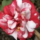 Governor Moutonbicolor Bloomcamellia Japonica Live Starter Plant Usa Seller Governor Moutonbicolor Bloomcamellia Japonica Live Starter Plant Usa Seller
