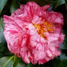 Lady Laurabicolor Bloom Camellia Japonica Live Starter Plant Usa Seller