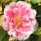 Herme Pinkbicolor Bloom Camellia Japonica Live Starter Plant Usa Seller