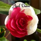 April Dawnbicolor Bloom Camellia Japonica Live Starter Plant Usa Seller