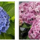 Double Down Hydrangea Starter Plantblooms Blue Or Pink Double Down Hydrangea Starter Plantblooms Blue Or Pink