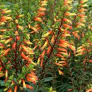 Candy Corncuphea Melvilla Starter Plantattracts Hummingbirds & Butterflies Candy Corncuphea Melvilla Starter Plantattracts Hummingbirds & Butterflies