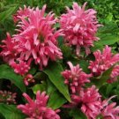 Pink Flamingo Justicia Carnea Aka As Brazilian Plume Jacobinia Starter Plant