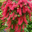 Summer Love Acalypha Pendula Chenille Plantaka Fire Tail Or Cat Tail Summer Love Acalypha Pendula Chenille Plantaka Fire Tail Or Cat Tail