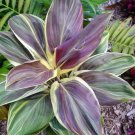 Miss Andrea Cordyline Terminalis Hawaiian Ti Plantaka Good Luck Plants Miss Andrea Cordyline Terminalis Hawaiian Ti Plantaka Good Luck Plants