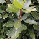 Laurus Nobilisbay Leaf Treebay Laurelsweet Bayrooted Small Starter Plant Laurus Nobilisbay Leaf Treebay Laurelsweet Bayrooted Small Starter Plant