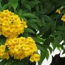 Sun Trumpet Tacoma Yellow Campsis Radicans Trumpet Vine Rooted Starter Plant Sun Trumpet Tacoma Yellow Campsis Radicans Trumpet Vine Rooted Starter Plant