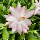 Christmas Cactus Starter Plant Epric Star Schlumbergera Truncata Christmas Cactus Starter Plant Epric Star Schlumbergera Truncata