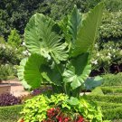 Calidora Elephant Ear Alocasia Live Starter Plantcold Hardygets Huge Calidora Elephant Ear Alocasia Live Starter Plantcold Hardygets Huge