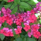 Java Red Bleeding Heart Rooted Starter Plant Clerodendrum Delectum Red & Purple Java Red Bleeding Heart Rooted Starter Plant Clerodendrum Delectum Red & Purple