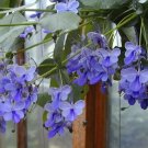 Blue Butterfly Bush Aka Blue Wings Rooted Starter Plant Clerodendrum Ugandense Blue Butterfly Bush Aka Blue Wings Rooted Starter Plant Clerodendrum Ugandense