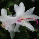 Christmas Cactus Starter Plant Arctic Ice Schlumbergera Christmas Cactus Starter Plant Arctic Ice Schlumbergera