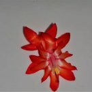 Christmas Cactus Starter Plant Dragon Fly Schlumbergera Truncata