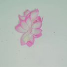 Christmas Cactus Starter Plant Pink Pearl Schlumbergera Truncata