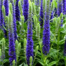 200 Seeds BLUE BOUQUET VERONICA Spicata Spike Speedwell Herb Flower
