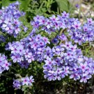 20 Seeds PRAIRIE PHLOX Pilosa Mixed Colors Pink Purple White Native Flower 20 Seeds PRAIRIE PHLOX Pilosa Mixed Colors Pink Purple White Native Flower