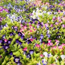 10 Seeds KAUAI MIX TORENIA Fournieri Sun or Shade Wishbone Flower Mixed Colors 10 Seeds KAUAI MIX TORENIA Fournieri Sun or Shade Wishbone Flower Mixed Colors