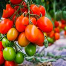 50 Seeds Organic AMISH PASTE TOMATO Red Heirloom Roma Grape Type Vegetable 50 Seeds Organic AMISH PASTE TOMATO Red Heirloom Roma Grape Type Vegetable